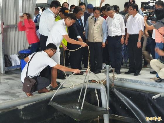 台南市長黃偉哲,台南市議長視察富多米養殖隊白蝦,龍虎斑生長情況